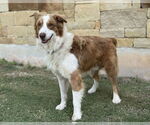 Small #2 Australian Shepherd