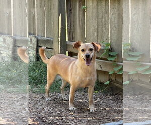 Feist Terrier-Rat Terrier Mix Dogs for adoption in Jackson, MS, USA