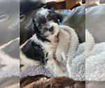 Small Photo #3 Schnoodle (Miniature) Puppy For Sale in HAZLETON, IA, USA