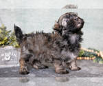 Small #1 Havanese