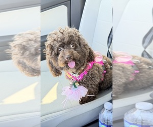 Mother of the Pyredoodle (Toy) puppies born on 02/25/2026