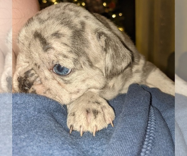 Medium Photo #2 French Bulldog Puppy For Sale in PORTSMOUTH, RI, USA