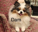 Small Photo #1 Pomeranian Puppy For Sale in SAN JOSE, CA, USA