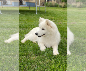 Samoyed Puppy for sale in NEW BALTIMORE, MI, USA