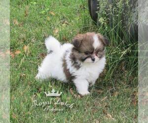 Shiranian Puppy for sale in LE MARS, IA, USA