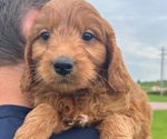 Puppy Puppy 4 Goldendoodle (Miniature)