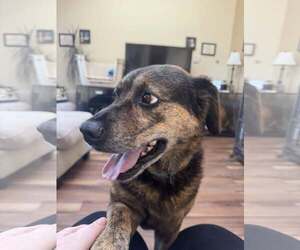 MADDIE - Female Mutt Dog for Adoption - Photo #17