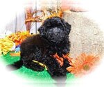 Image preview for Ad Listing. Nickname: Poodle