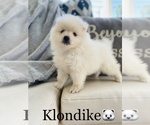 Small Photo #2 Pomeranian Puppy For Sale in COOKEVILLE, TN, USA