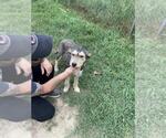 Small #3 Mutt