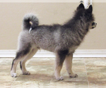 Small Photo #2 Pomsky Puppy For Sale in SEBRING, FL, USA