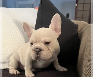 French Bulldog Puppy for Sale in LANCASTER, California USA