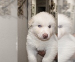 Puppy Apollo Siberian Husky