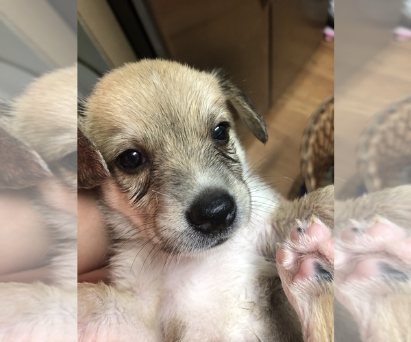 Medium Photo #3 Beagle-Siberian Husky Mix Puppy For Sale in SULPHUR, LA, USA