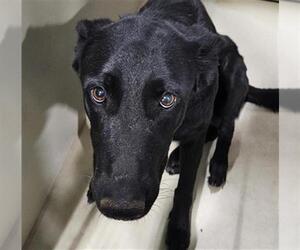 German Shepherd Dog Dogs for adoption in Bakersfield, CA, USA