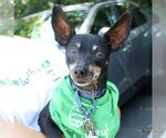 Small #1 Miniature Pinscher Mix