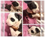 Small Photo #2 American Pit Bull Terrier Puppy For Sale in HIALEAH, FL, USA