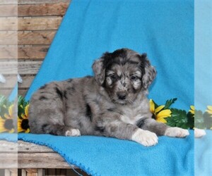 Australian Shepherd-Goldendoodle Mix Puppy for sale in HOLTWOOD, PA, USA