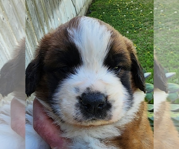 Medium Photo #35 Saint Bernard Puppy For Sale in TURLOCK, CA, USA