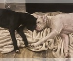 Small Photo #1 Boxer Puppy For Sale in STAYTON, OR, USA
