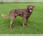 Small #4 Labrador Retriever Mix