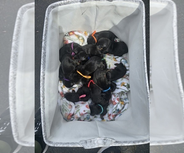 Medium Photo #1 Doberman Pinscher Puppy For Sale in DAVISON, MI, USA
