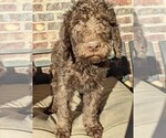 Small Photo #18 Labradoodle Puppy For Sale in JOPLIN, MO, USA