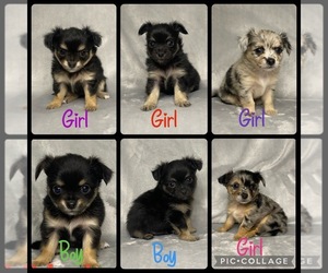 Chihuahua Puppy for Sale in PROSPER, Texas USA