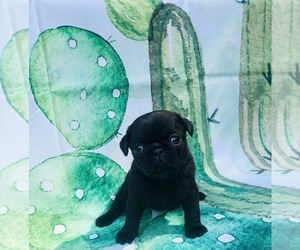 Pug Puppy for sale in CANTON, CT, USA
