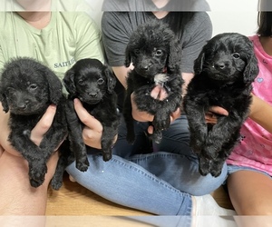 Rattle Puppy for sale in CHESAPEAKE, VA, USA
