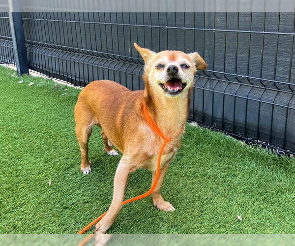 Medium Photo #3 Cheagle Puppy For Sale in Orange, CA, USA