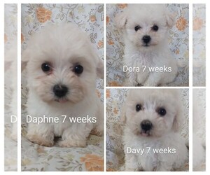 Maltipoo Puppy for sale in ADKINS, TX, USA