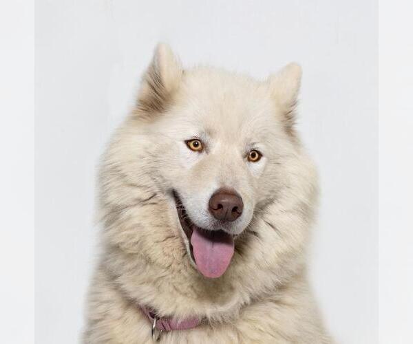 Medium Photo #1 Siberian Husky Puppy For Sale in Santa Maria, CA, USA