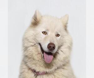 Siberian Husky Dogs for adoption in Santa Maria, CA, USA