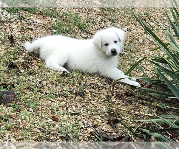 Medium Photo #1 German Shepherd Dog Puppy For Sale in GRAVOIS MILLS, MO, USA