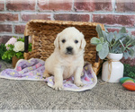Small #4 Golden Retriever