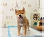 Small Photo #4 Shiba Inu Puppy For Sale in ALHAMBRA, CA, USA