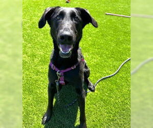 Labrador Retriever Dogs for adoption in Salinas, CA, USA