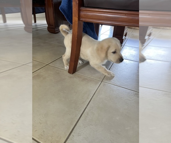 Medium Photo #9 Labradoodle Puppy For Sale in FORT LAUDERDALE, FL, USA