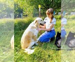 Small Photo #1 Golden Pyrenees Puppy For Sale in BOLES, AR, USA
