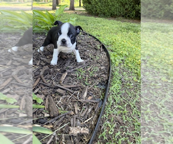 Medium Photo #2 Boston Terrier Puppy For Sale in FREDONIA, KS, USA