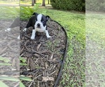 Small #1 Boston Terrier