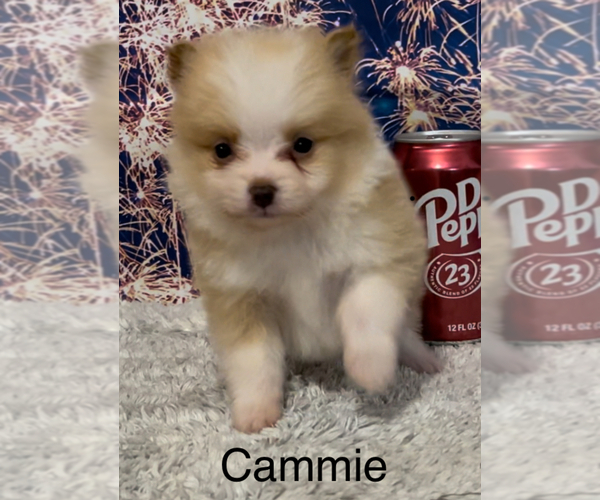 Medium Photo #7 Pomeranian Puppy For Sale in AZLE, TX, USA