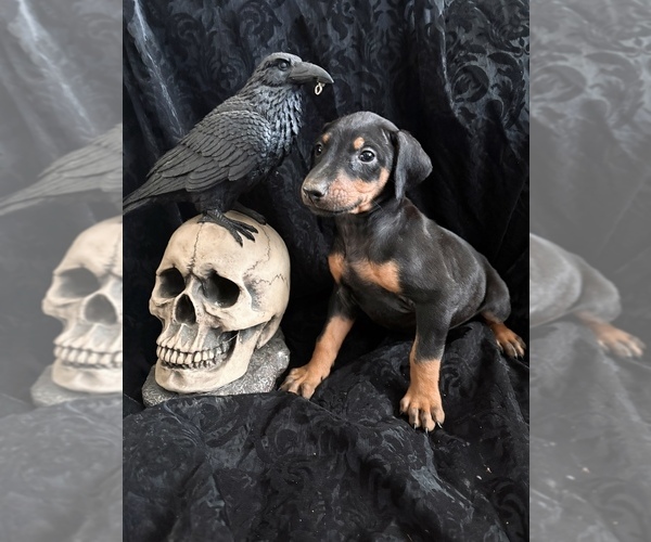 Medium Photo #10 Doberman Pinscher Puppy For Sale in YUCCA VALLEY, CA, USA