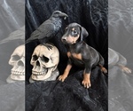 Small Photo #10 Doberman Pinscher Puppy For Sale in YUCCA VALLEY, CA, USA