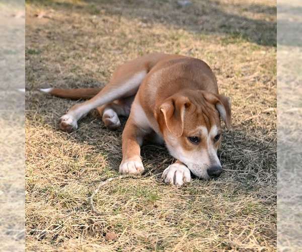 Medium Photo #6 Mutt Puppy For Sale in Arlington, VA, USA
