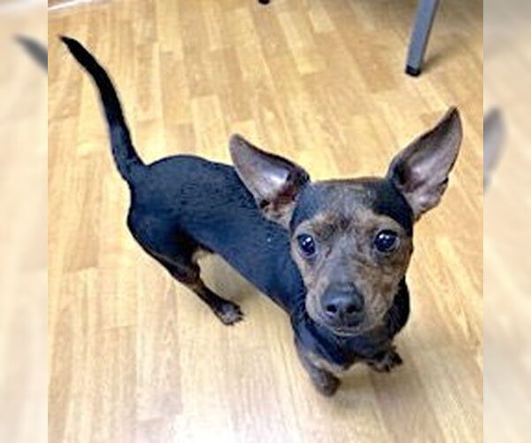 Medium Photo #3 Chihuahua-Unknown Mix Puppy For Sale in Mount Airy, NC, USA