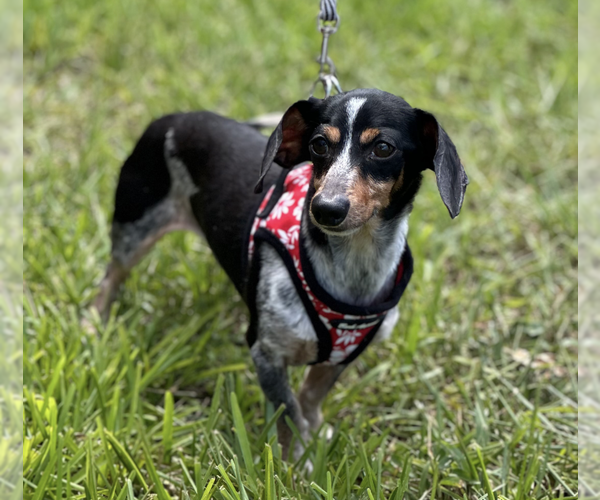 Medium Photo #1 Dachshund Puppy For Sale in Weston, FL, USA