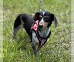 Small Dachshund