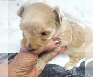 Morkie Puppy for sale in CANTON, SD, USA